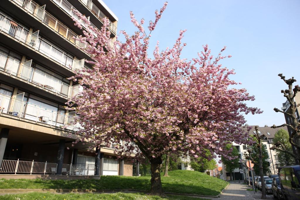 Batiment Foyer Anderlechtois